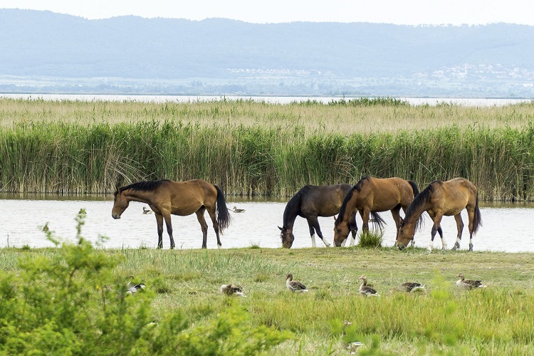 Neusiedlersee, Lake Neusiedl