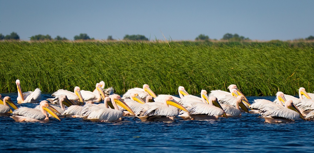 Donaudelta