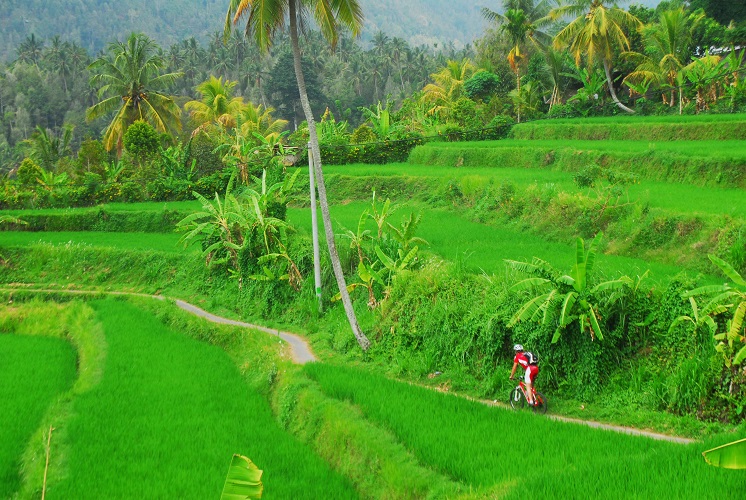 Indonesien, Bali, Ubud, Denpasar, indonesia