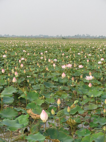 Vietnam, siem reap, angkor vat