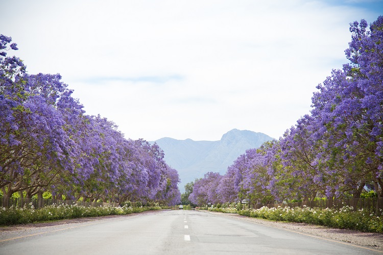 afrika, africa, suedafrika, south africa, gardenroute, gardenrout, gaardenroute, port elizabeth, kapstadt, capetown