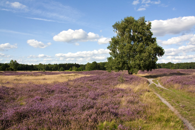 deutschland, germany, lueneburger heide, lueneburg