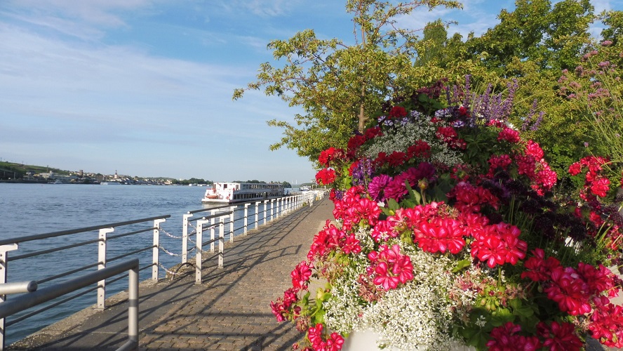 deutschland, germany, rhein, rhine. rheinradweg, rhine cycle path, ruedesheim,