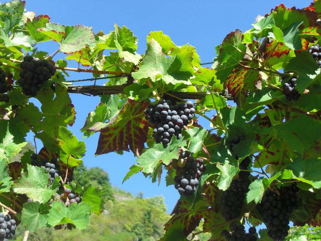 deutschland, germany, mosel, moselle, moselradweg, moselle cycle path, trier, koblenz, coblenz, winzer, winery, vine