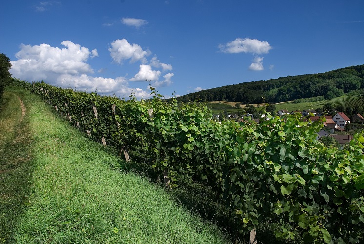 elsass, alsace, frankreich, france, deutschland, germany, romantisch, weinstrasse, romantic, vine