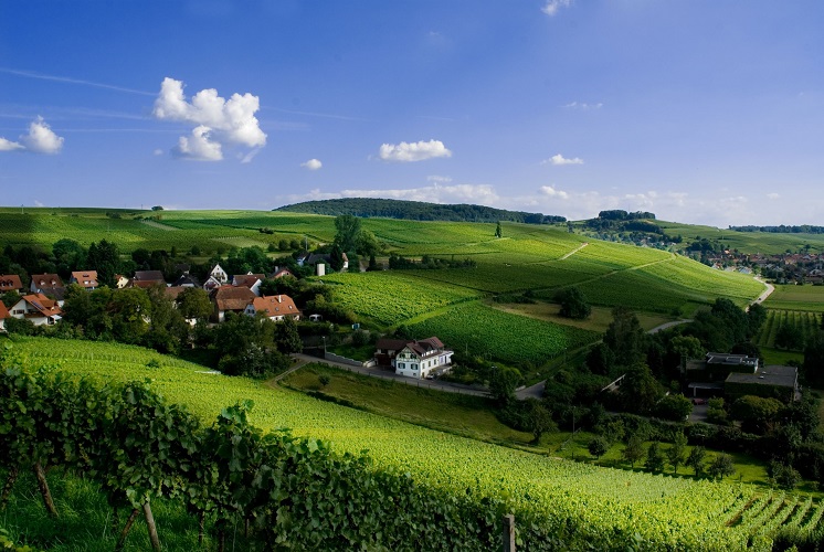 elsass, alsace, frankreich, france, deutschland, germany, romantisch, weinstrasse, romantic, vine