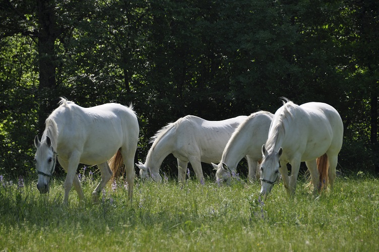 slowenien, slovenia, smaragdroute, emeral route, ljubljana, piran, lipizzaner, lipica