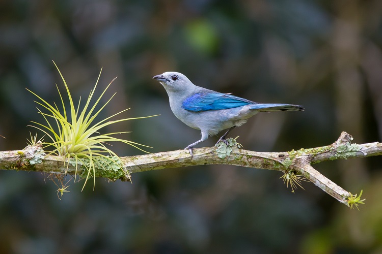 usa, costa rica, san jose, arenal volcano, pura vida