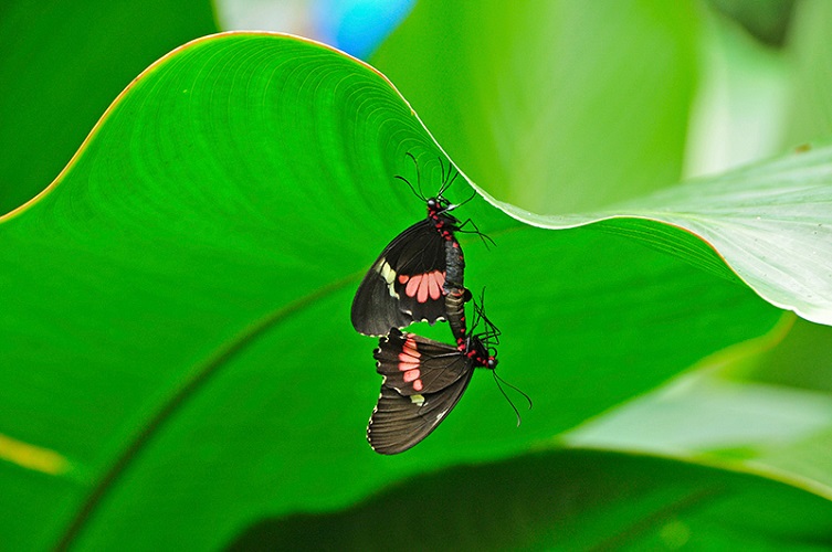 usa, costa rica, san jose, arenal volcano, pura vida