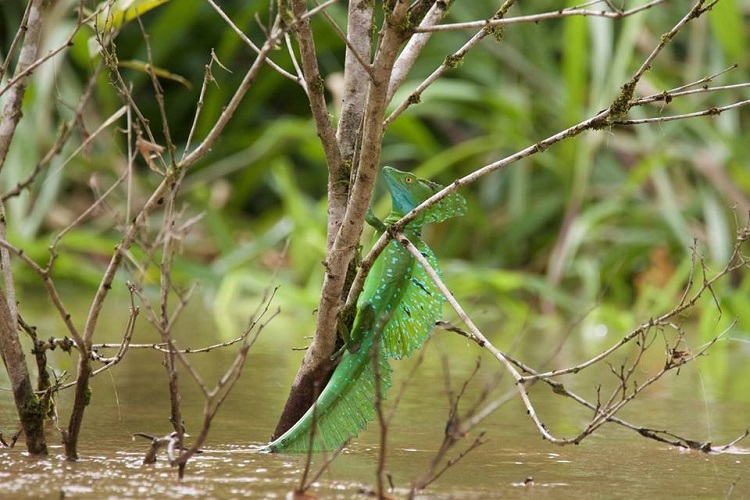 usa, costa rica, san jose, arenal volcano, pura vida