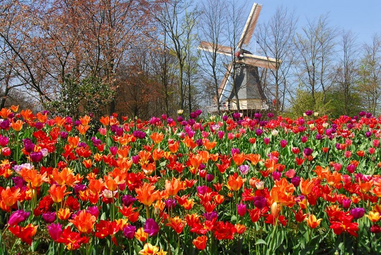 holland, niederlande, netherlands, nord, north, tulpen, tulip, tulips, alkmaar