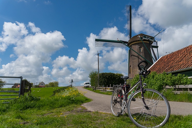 holland, niederlande, netherlands, nord, north, tulpen, tulip, tulips, alkmaar