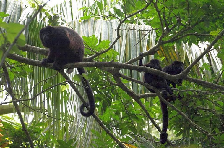 usa, costa rica, san jose, arenal volcano, pura vida