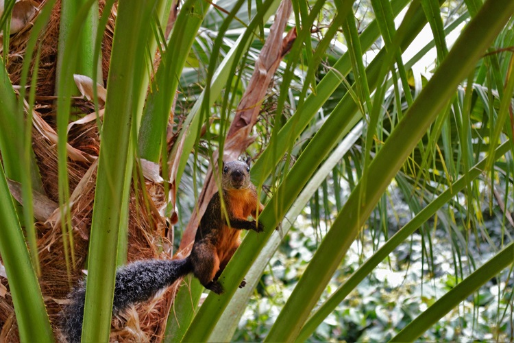 usa, costa rica, san jose, arenal volcano, pura vida