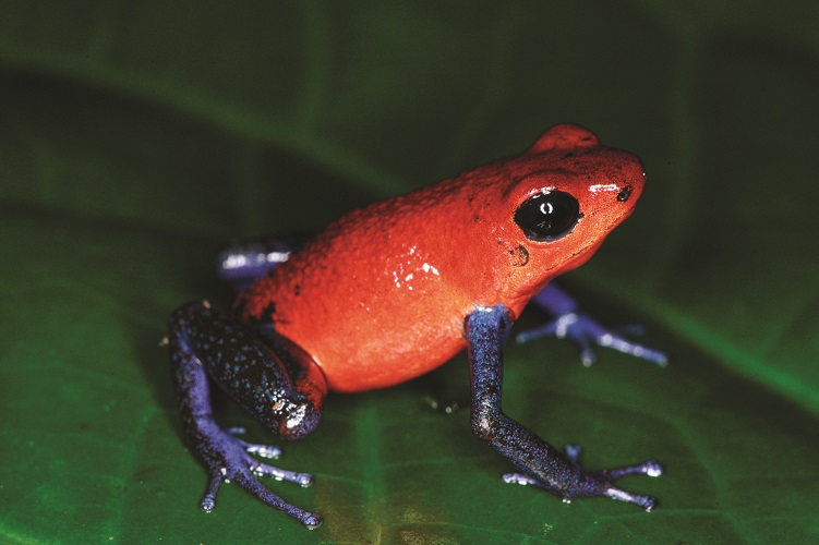 usa, costa rica, san jose, arenal volcano, pura vida