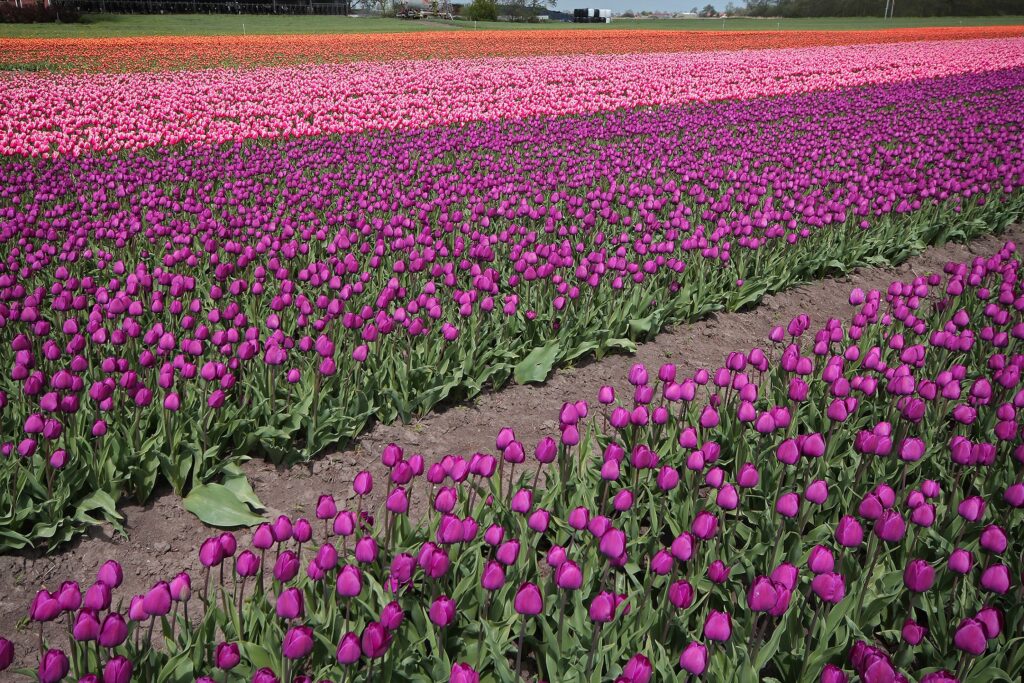 holland, niederlande, netherlands, nord, north, tulpen, tulip, tulips, alkmaar