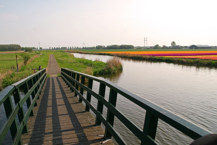 holland, niederlande, netherlands, nord, north, tulpen, tulip, tulips, alkmaar