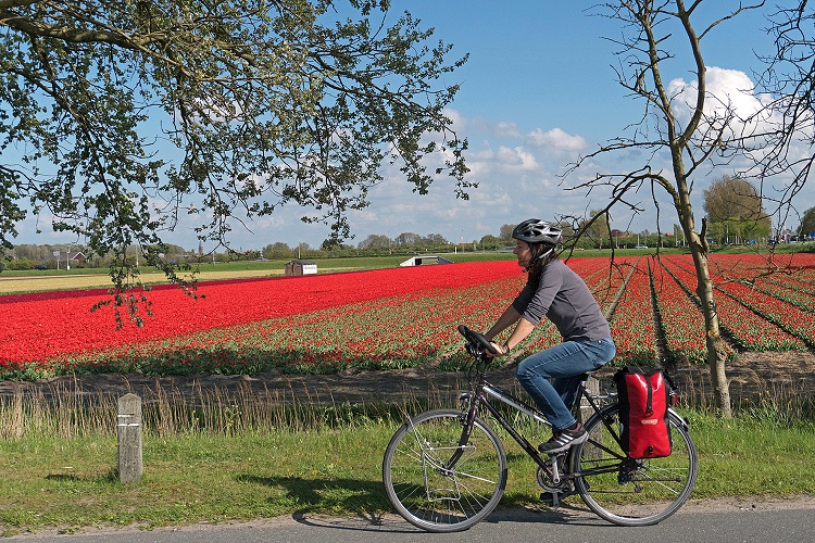 holland, niederlande, netherlands, nord, north, tulpen, tulip, tulips, alkmaar