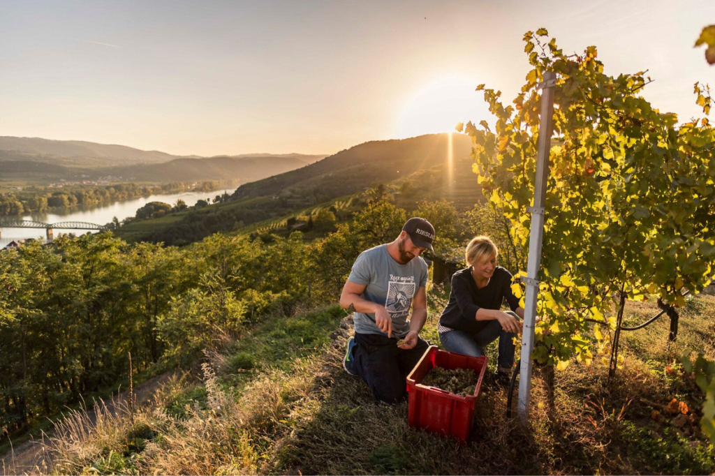 wachau, wachau valley, niederoesterreich, lower austria, duernstein, melk, krems, winzer, wein, wine, vine, sternfahrt, home-based